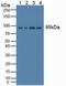 Spectrin Repeat Containing Nuclear Envelope Protein 2 antibody, LS-C373415, Lifespan Biosciences, Western Blot image 