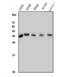 Mediator of RNA polymerase II transcription subunit 4 antibody, A06467-2, Boster Biological Technology, Western Blot image 