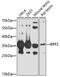 Ribosome Production Factor 2 Homolog antibody, 16-888, ProSci, Western Blot image 