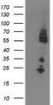 Interferon Regulatory Factor 6 antibody, CF503369, Origene, Western Blot image 