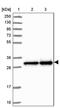 28S ribosomal protein S18b, mitochondrial antibody, PA5-60384, Invitrogen Antibodies, Western Blot image 