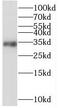StAR-related lipid transfer protein 7, mitochondrial antibody, FNab08292, FineTest, Western Blot image 