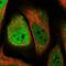 WD Repeat Domain 61 antibody, NBP1-80844, Novus Biologicals, Immunocytochemistry image 