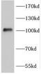 Fibroblast Growth Factor Receptor 4 antibody, FNab03103, FineTest, Western Blot image 