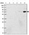 Heterogeneous Nuclear Ribonucleoprotein U Like 2 antibody, NBP1-92001, Novus Biologicals, Western Blot image 