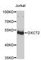 3-Oxoacid CoA-Transferase 2 antibody, STJ26958, St John