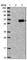 Tubulointerstitial Nephritis Antigen antibody, HPA035427, Atlas Antibodies, Western Blot image 