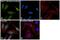 Twist Family BHLH Transcription Factor 1 antibody, MA5-17195, Invitrogen Antibodies, Immunofluorescence image 