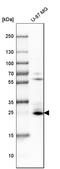 BCL2 Interacting Protein 3 antibody, HPA003015, Atlas Antibodies, Western Blot image 