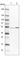 THUMP Domain Containing 2 antibody, HPA043042, Atlas Antibodies, Western Blot image 