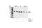 Checkpoint Kinase 2 antibody, 2662T, Cell Signaling Technology, Western Blot image 