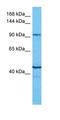 Neuron Navigator 2 antibody, orb327197, Biorbyt, Western Blot image 