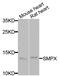 Small muscular protein antibody, abx005174, Abbexa, Western Blot image 