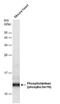 Phospholamban antibody, PA5-78409, Invitrogen Antibodies, Western Blot image 