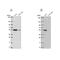 Glutathione Synthetase antibody, NBP2-30465, Novus Biologicals, Western Blot image 