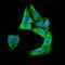 Doublecortin antibody, GTX60612, GeneTex, Immunofluorescence image 