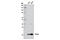 Peroxiredoxin 1 antibody, 8499S, Cell Signaling Technology, Western Blot image 