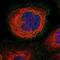 Pannexin 1 antibody, NBP1-92241, Novus Biologicals, Immunocytochemistry image 