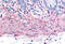 Tachykinin Receptor 2 antibody, MBS240078, MyBioSource, Immunohistochemistry frozen image 