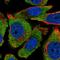 Proline Rich 12 antibody, HPA011959, Atlas Antibodies, Immunofluorescence image 