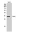 mAR-1 antibody, STJ97316, St John