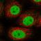 General Transcription Factor IIF Subunit 1 antibody, HPA028707, Atlas Antibodies, Immunofluorescence image 