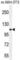 TATA-Box Binding Protein Associated Factor 1 antibody, abx026429, Abbexa, Western Blot image 