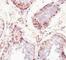 MAA antibody, V9045-100UG, NSJ Bioreagents, Flow Cytometry image 