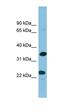 Prodynorphin antibody, orb330935, Biorbyt, Western Blot image 