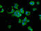 Heat Shock Protein 90 Alpha Family Class B Member 1 antibody, CSB-PA00109A0Rb, Cusabio, Immunofluorescence image 