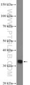 POU Class 4 Homeobox 3 antibody, 21509-1-AP, Proteintech Group, Western Blot image 