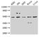 Casein Kinase 1 Delta antibody, CSB-PA006067LA01HU, Cusabio, Western Blot image 