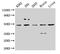 Casein kinase I isoform delta antibody, CSB-PA006067LA01HU, Cusabio, Western Blot image 