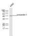 Presenilin 1 antibody, A00138-1, Boster Biological Technology, Western Blot image 