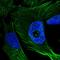 FYVE, RhoGEF And PH Domain Containing 4 antibody, HPA039235, Atlas Antibodies, Immunofluorescence image 