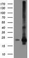 Spermidine/Spermine N1-Acetyltransferase Family Member 2 antibody, TA504632, Origene, Western Blot image 