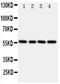 Thioredoxin Reductase 2 antibody, PA1903, Boster Biological Technology, Western Blot image 