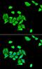 DNA Methyltransferase 3 Alpha antibody, LS-C334760, Lifespan Biosciences, Immunofluorescence image 