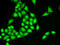 Ring Finger Protein 40 antibody, 22-226, ProSci, Immunofluorescence image 