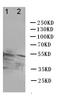 Solute Carrier Family 2 Member 1 antibody, PA1120, Boster Biological Technology, Western Blot image 