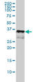 CD1a Molecule antibody, LS-C196836, Lifespan Biosciences, Western Blot image 