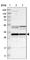 Methyltransferase Like 1 antibody, HPA020914, Atlas Antibodies, Western Blot image 