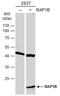 Ras-related protein Rap-1b antibody, NBP2-20072, Novus Biologicals, Western Blot image 