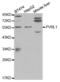 Nectin Cell Adhesion Molecule 1 antibody, abx001654, Abbexa, Western Blot image 