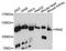 Ras And Rab Interactor 2 antibody, A13798, ABclonal Technology, Western Blot image 