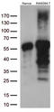 Docking Protein 3 antibody, LS-C798950, Lifespan Biosciences, Western Blot image 