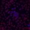 Endoglin antibody, BAF1097, R&D Systems, Immunofluorescence image 