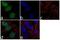 Mitogen-Activated Protein Kinase Kinase 6 antibody, 720309, Invitrogen Antibodies, Immunofluorescence image 