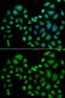 Chloride Intracellular Channel 1 antibody, GTX53972, GeneTex, Immunocytochemistry image 