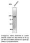 Cadherin 11 antibody, AB0139-100, SICGEN, Western Blot image 